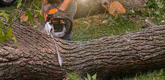 How Our Tree Care Process Works  in  La Palma, CA