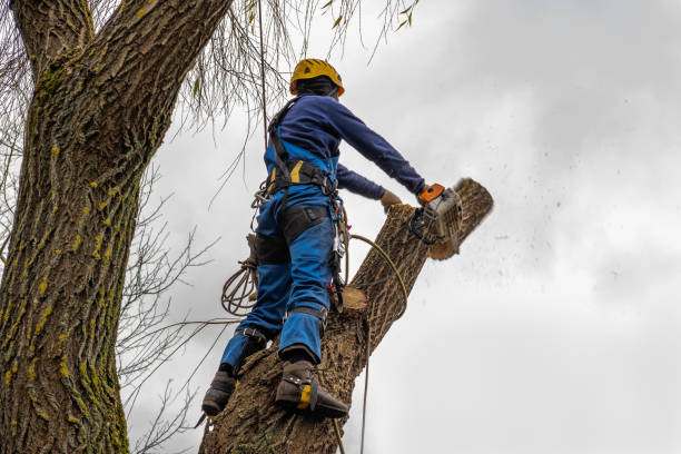 Best Arborist Consultation Services  in La Palma, CA