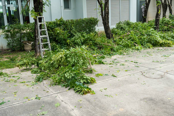 Best Tree Removal  in La Palma, CA