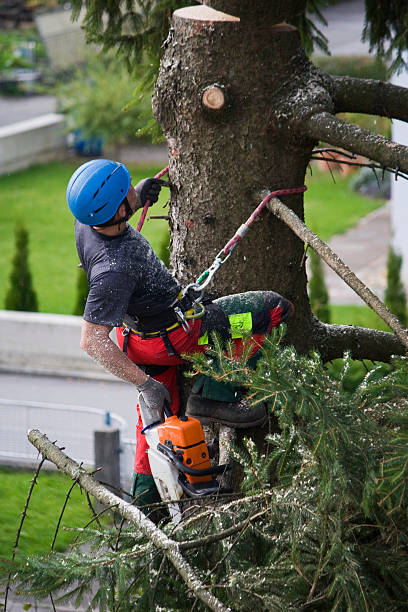 Best Lawn Drainage Solutions  in La Palma, CA